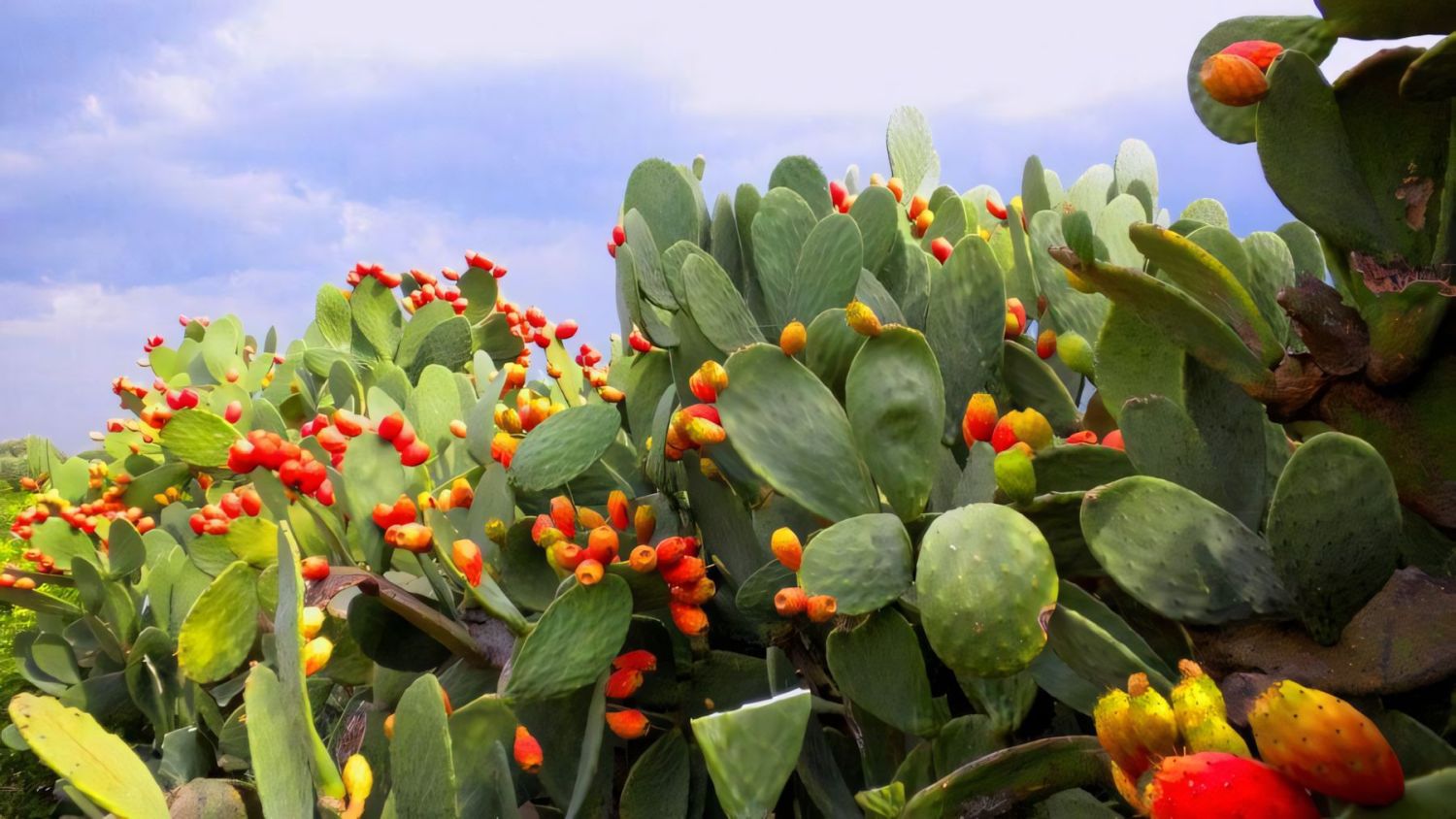 dracaena massangeana plant care Buy Dracaena Mass Cane Plants Online