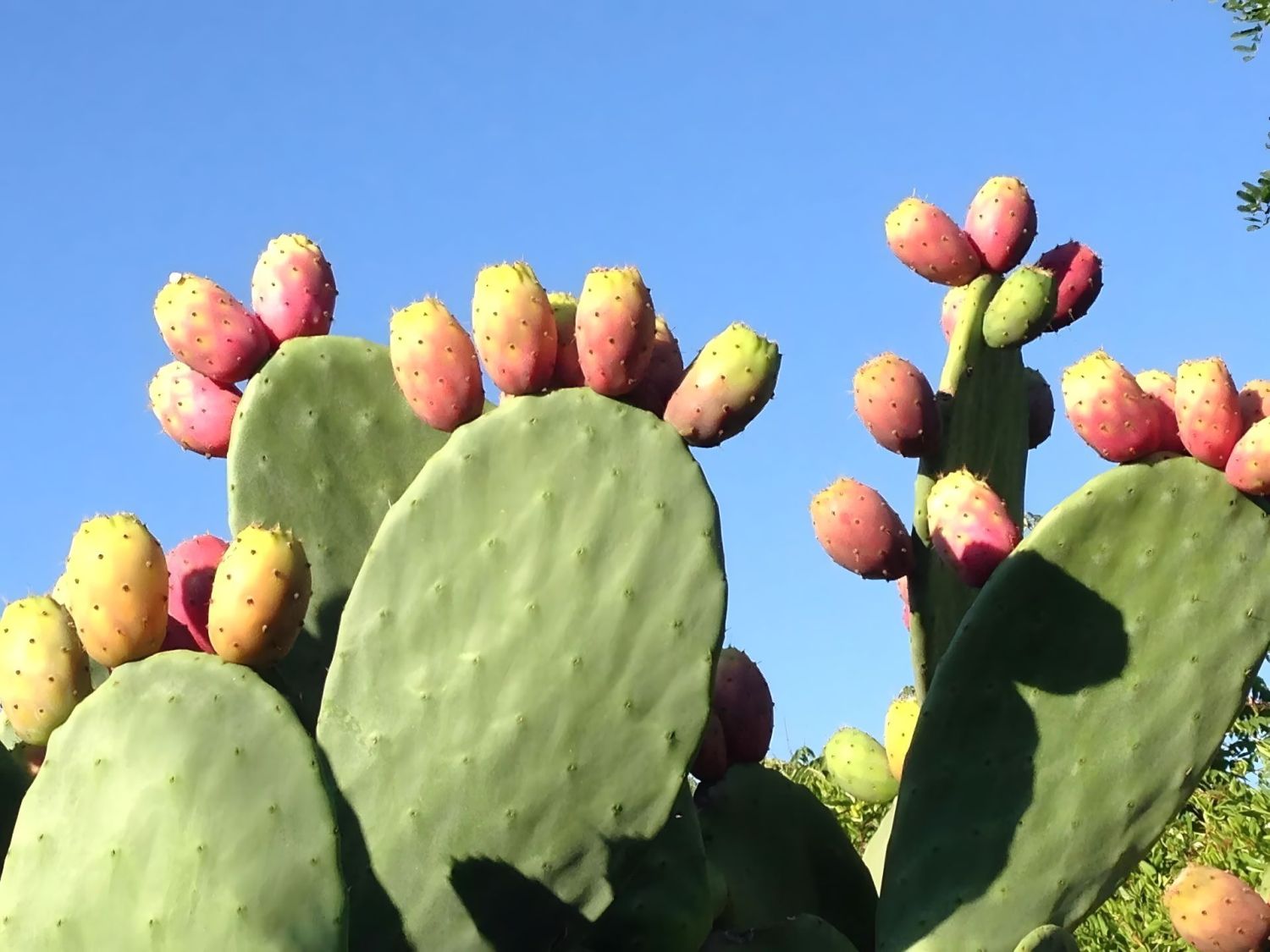The prickly pear. A symbol of Sicily  Paesano