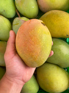 Mango Kensington Pride