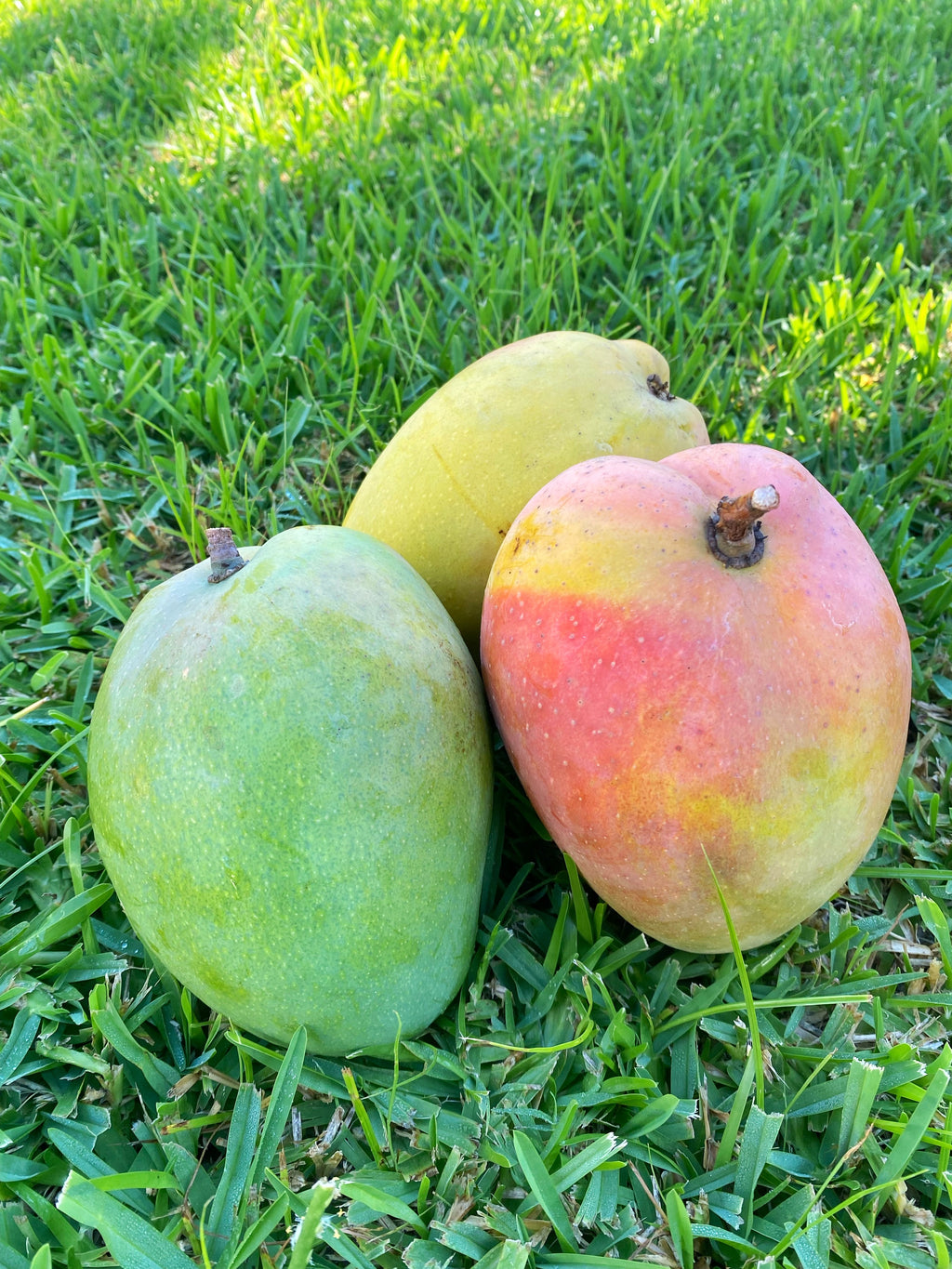 Mango Kensington Pride